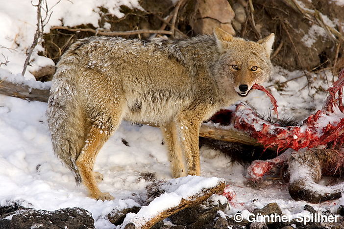 Kojote, Lamar-Valley, Yellowstone Nationalpark, Canis latrans