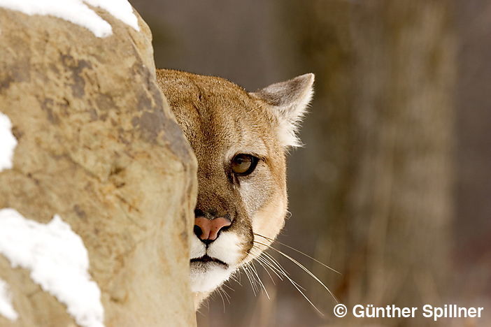 Puma, Minnesota, USA