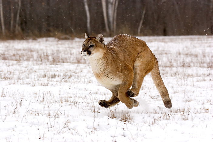 Cougar, Minnesota, USA