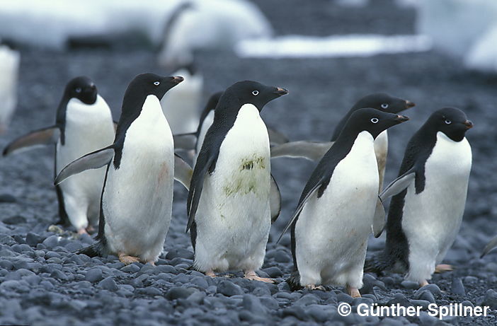 Adelie Penguins, Pygoscelis adeliae