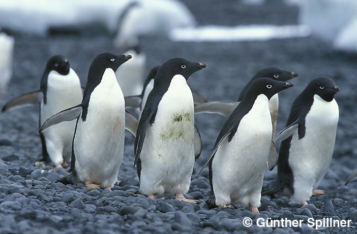 Adelie Pinguine, Pygoscelis adeliae