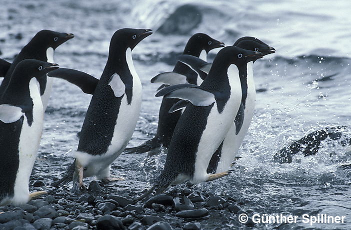 Adelie Penguin, Pygoscelis adeliae