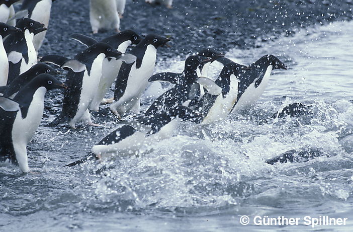 Adelie Penguin, Pygoscelis adeliae