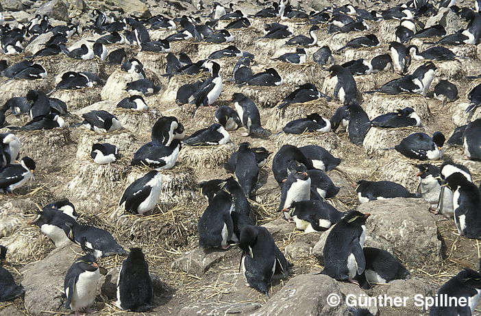 Felsenpinguin Kolonie auf den Falklandinseln, Eudyptes chrysocome