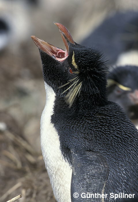 Felsenpinguin auf den Falklandinseln, Eudyptes chrysocome
