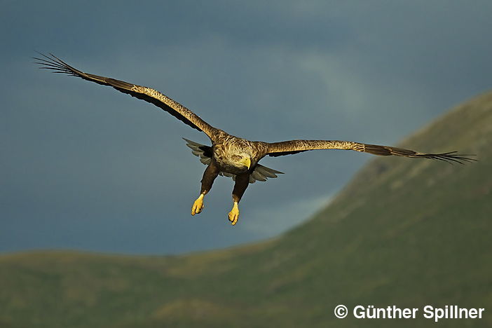 White-tailed eagle, Haliaeetus albicilla