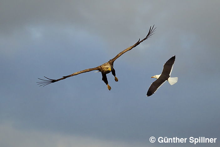 White-tailed eagle, Haliaeetus albicilla