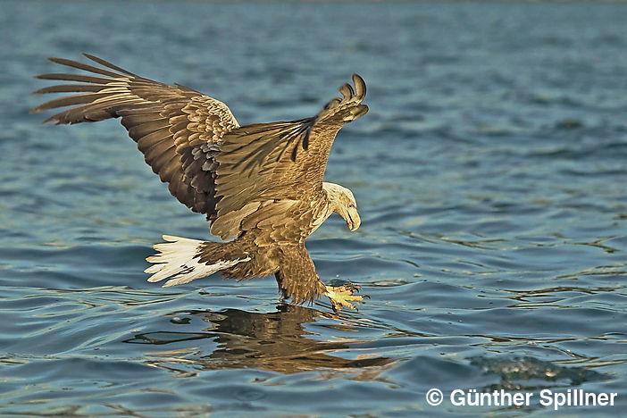 Seeadler, Haliaeetus albicilla