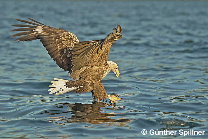 White-tailed eagle, Haliaeetus albicilla