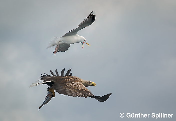 Seeadler, Haliaeetus albicilla