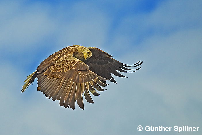 White-tailed eagle, Haliaeetus albicilla