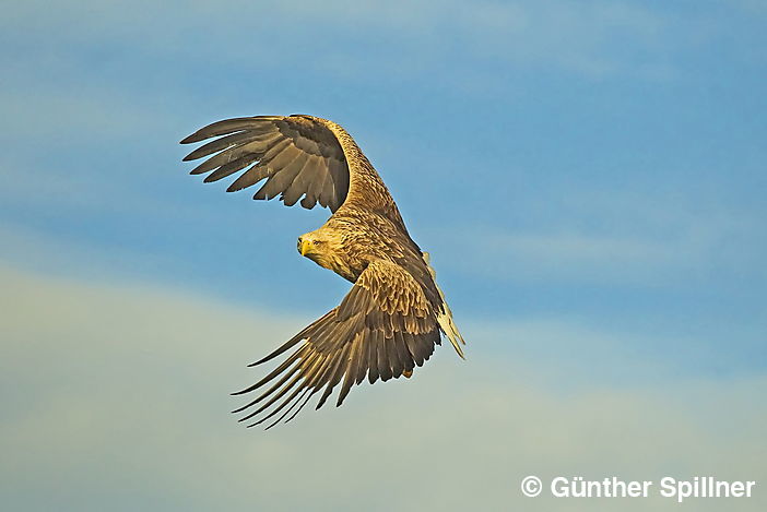 White-tailed eagle, Haliaeetus albicilla