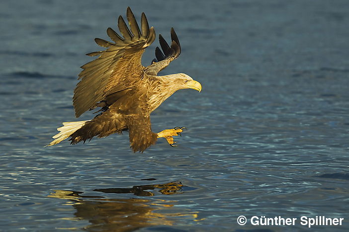 Seeadler, Haliaeetus albicilla
