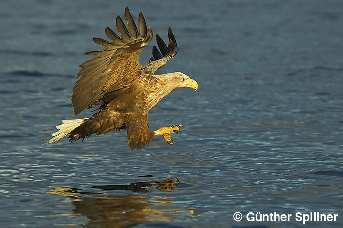 White-tailed eagle, Haliaeetus albicilla