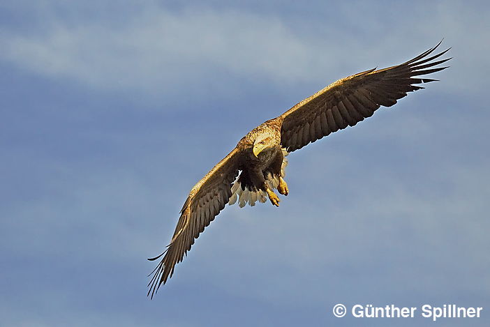 White-tailed eagle, Haliaeetus albicilla