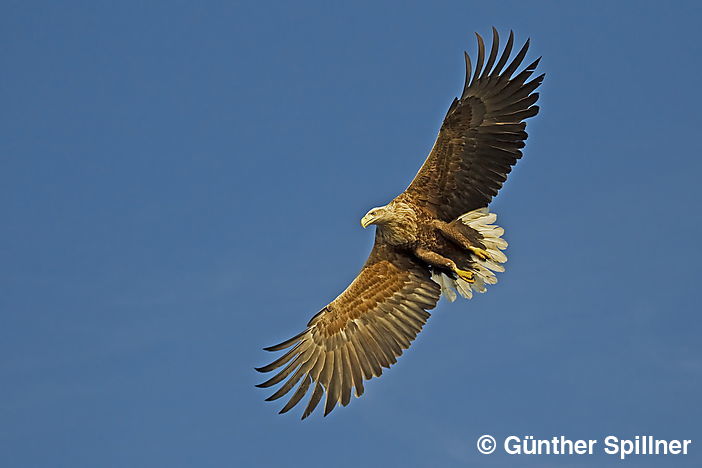 White-tailed eagle, Haliaeetus albicilla