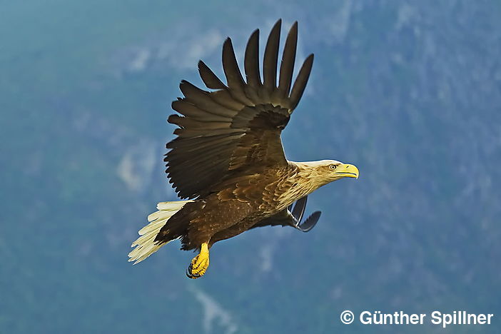 White-tailed eagle, Haliaeetus albicilla