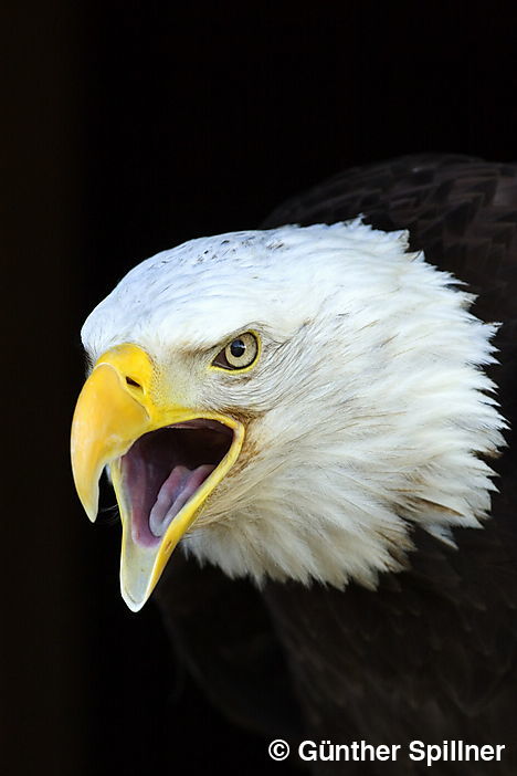 Bald eagle, Haliaeetus leucocephalus