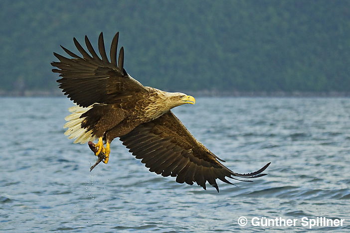 Seeadler, Haliaeetus albicilla