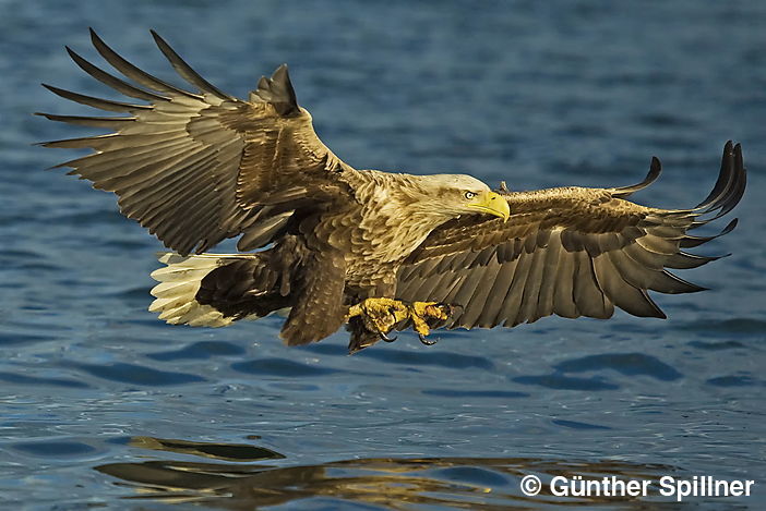 Seeadler, Haliaeetus albicilla