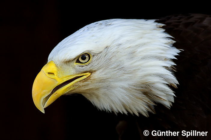 Weißkopfseeadler, Haliaeetus leucocephalus