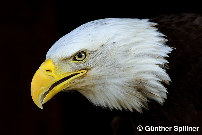 Bald eagle, Haliaeetus leucocephalus