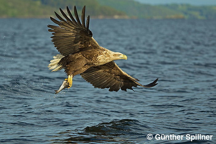 Seeadler, Haliaeetus albicilla