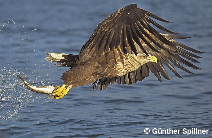 White-tailed eagle, Haliaeetus albicilla