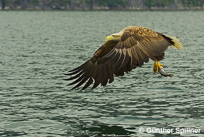 White-tailed eagle, Haliaeetus albicilla