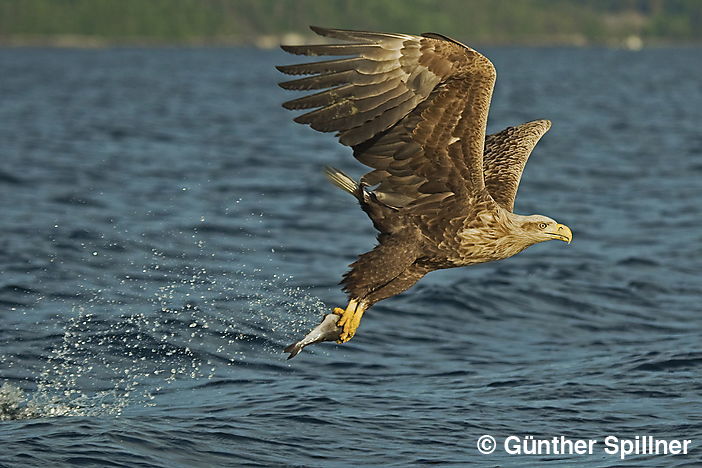 Seeadler, Haliaeetus albicilla