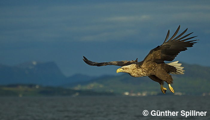 Seeadler, Haliaeetus albicilla