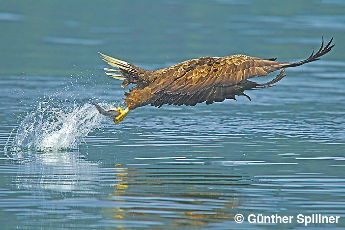 White-tailed eagle, Haliaeetus albicilla