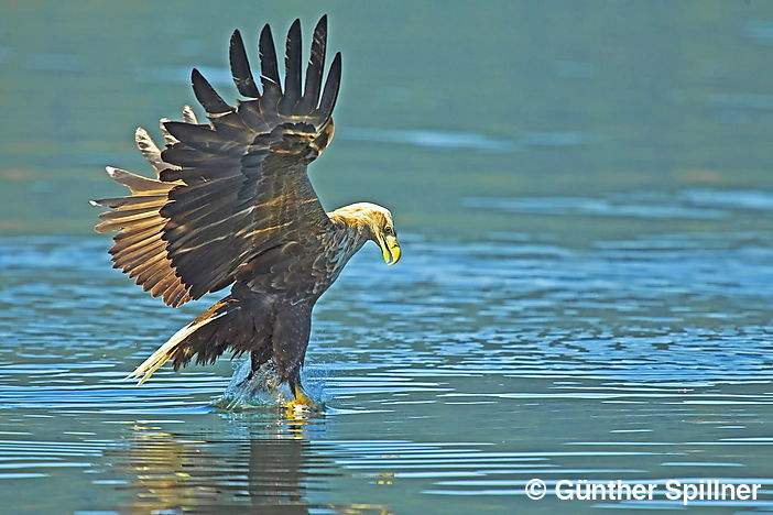 Seeadler, Haliaeetus albicilla