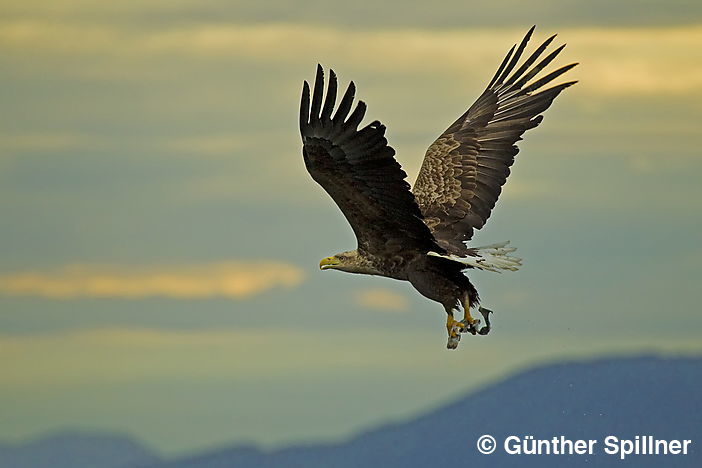Seeadler, Haliaeetus albicilla