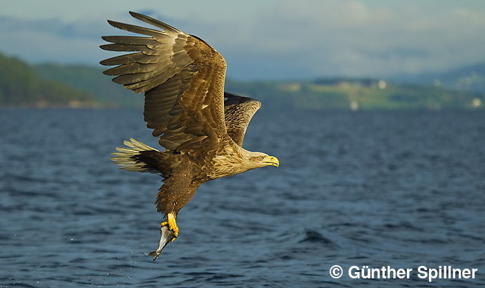 White-tailed eagle, Haliaeetus albicilla