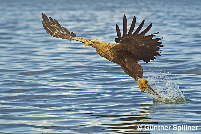 Seeadler, Haliaeetus albicilla