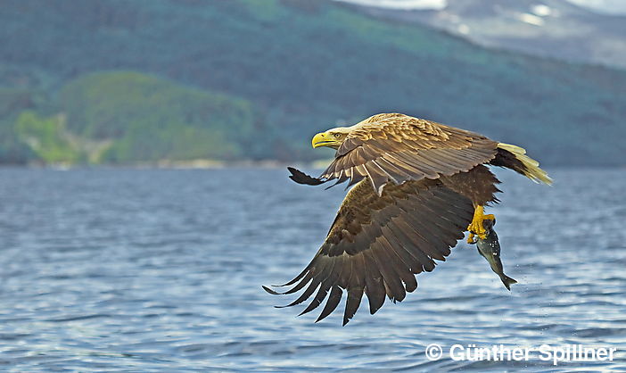 White-tailed eagle, Haliaeetus albicilla