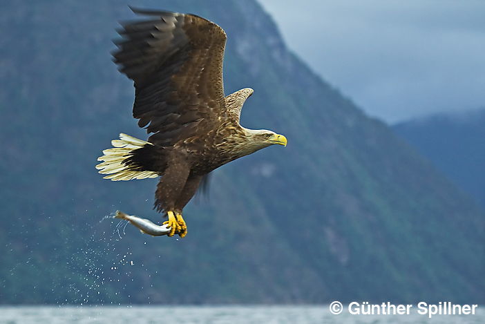 Seeadler, Haliaeetus albicilla