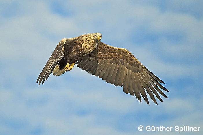 Seeadler, Haliaeetus albicilla