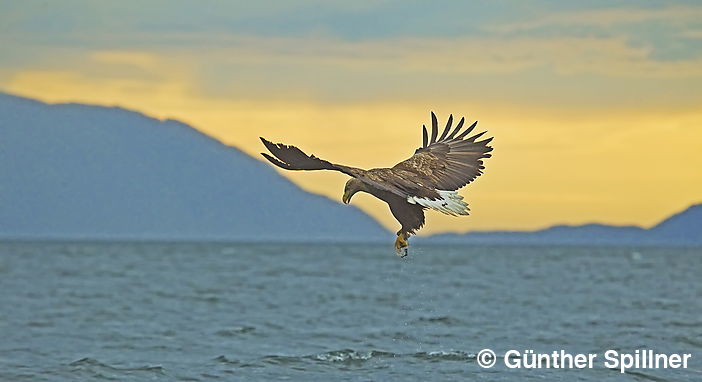Seeadler, Haliaeetus albicilla
