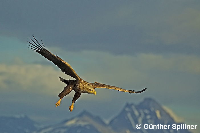 Seeadler, Haliaeetus albicilla