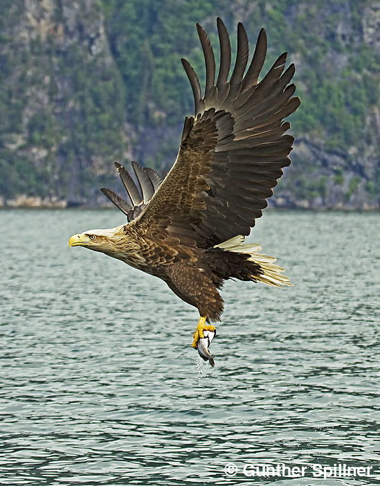 Seeadler, Haliaeetus albicilla