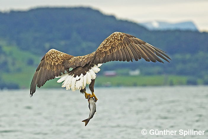 White-tailed eagle, Haliaeetus albicilla