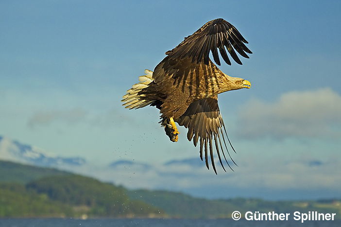 Seeadler, Haliaeetus albicilla