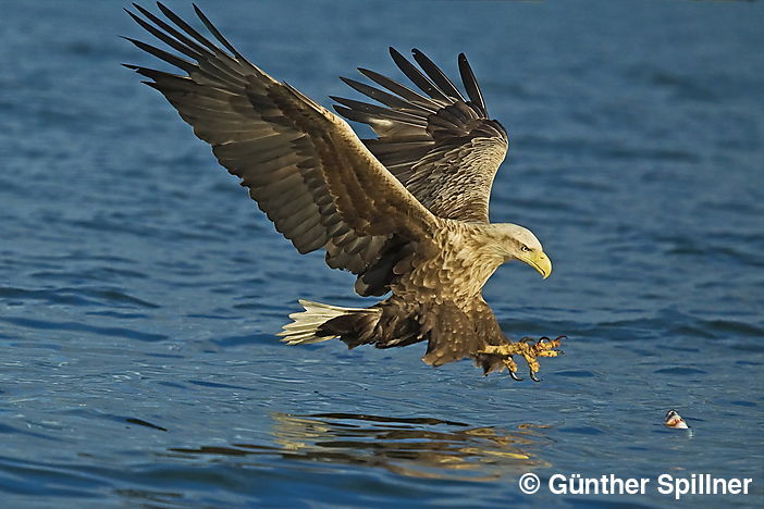Seeadler, Haliaeetus albicilla