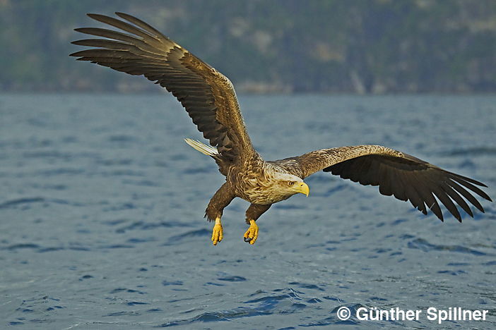 Seeadler, Haliaeetus albicilla