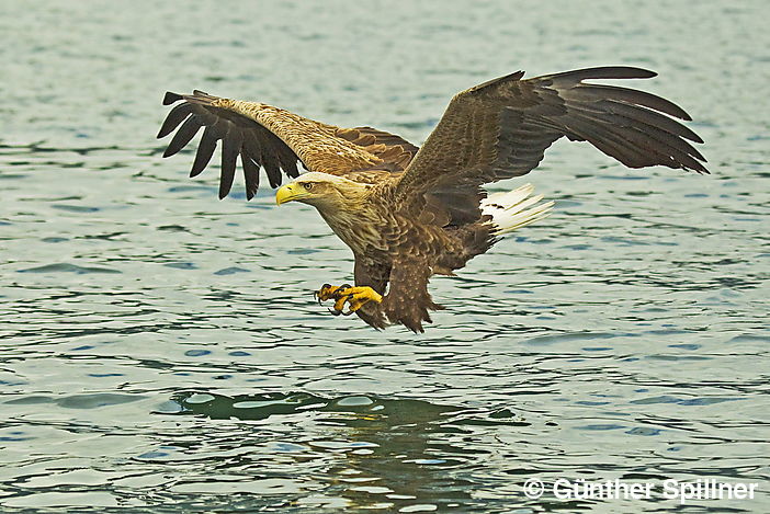 Seeadler, Haliaeetus albicilla