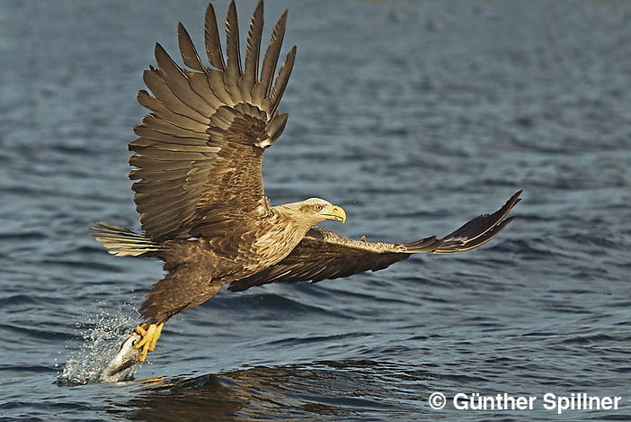 Seeadler, Haliaeetus albicilla