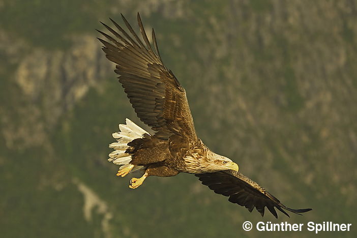 Seeadler, Haliaeetus albicilla