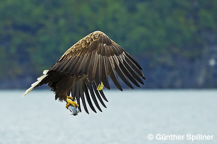 Seeadler, Haliaeetus albicilla